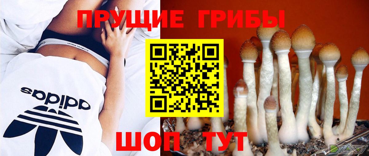 Псилоцибиновые грибы MAGIC MUSHROOMS  наркота  Псилоцибиновые грибы GOLDEN TEACHER  Сальск  Вход с VPN 